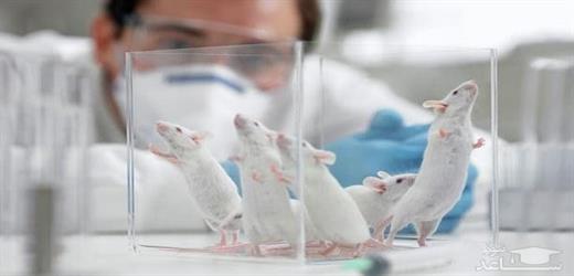 متد درمانی جدید که روند پیری در موش را بر عکس کرده است